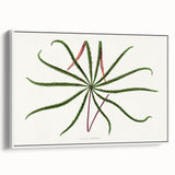 Romanticism Art: "Aralia Veitchii Leaf" by Alexander Lydon