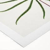 Romanticism Art: "Aralia Veitchii Leaf" by Alexander Lydon