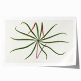 Romanticism Art: "Aralia Veitchii Leaf" by Alexander Lydon