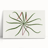 Romanticism Art: "Aralia Veitchii Leaf" by Alexander Lydon