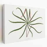 Romanticism Art: "Aralia Veitchii Leaf" by Alexander Lydon