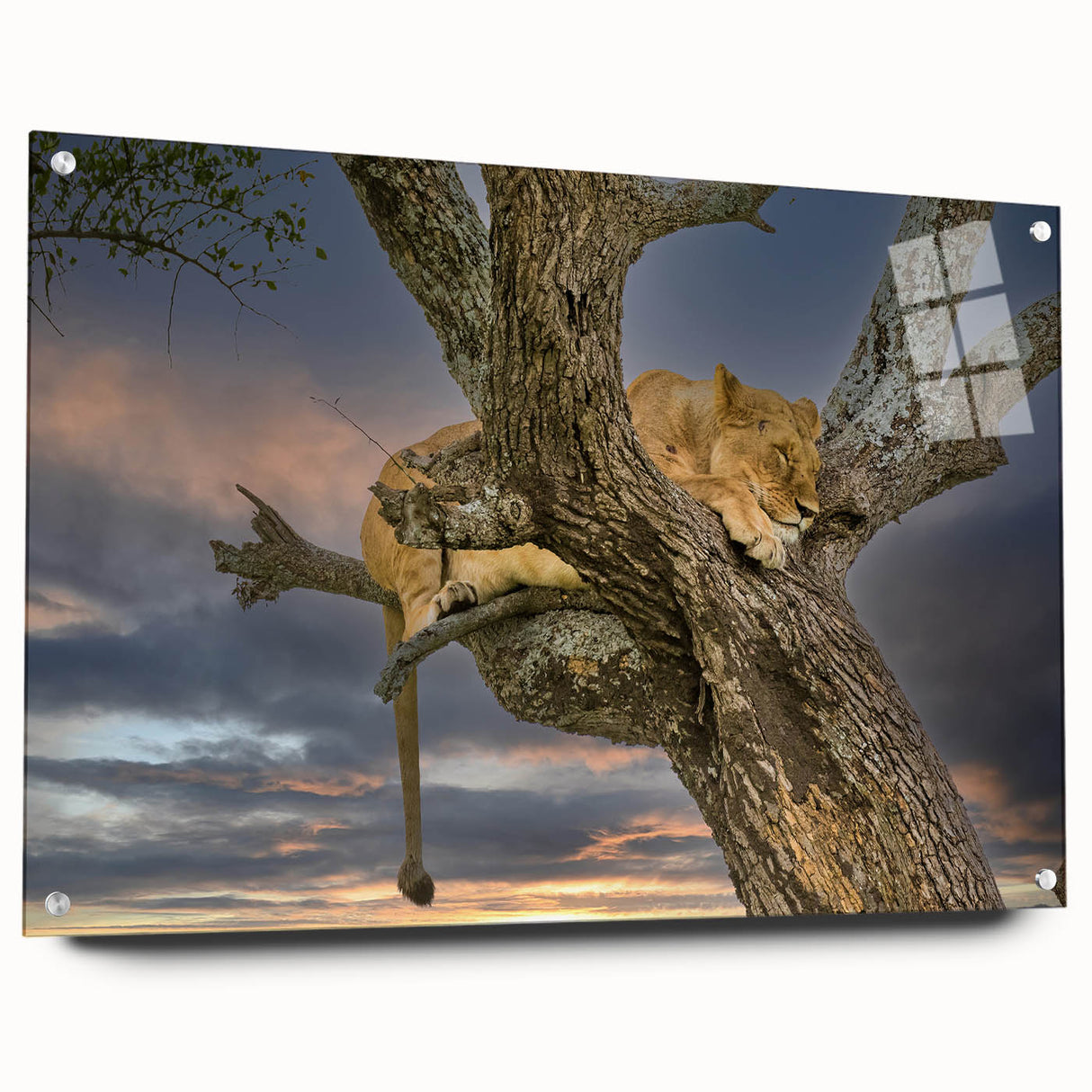 Acrylic print of a Kenyan landscape in muted earth tones, ideal for dining room decor.