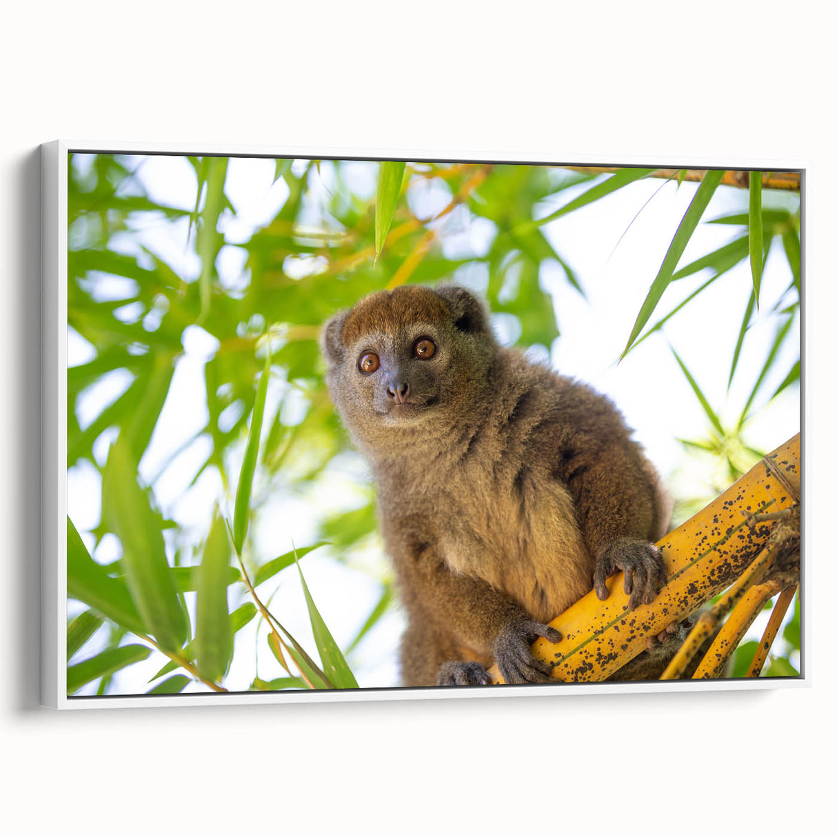 Framed canvas depicting a vintage-style Madagascar landscape in black and white tones, ideal for bedroom wall art.