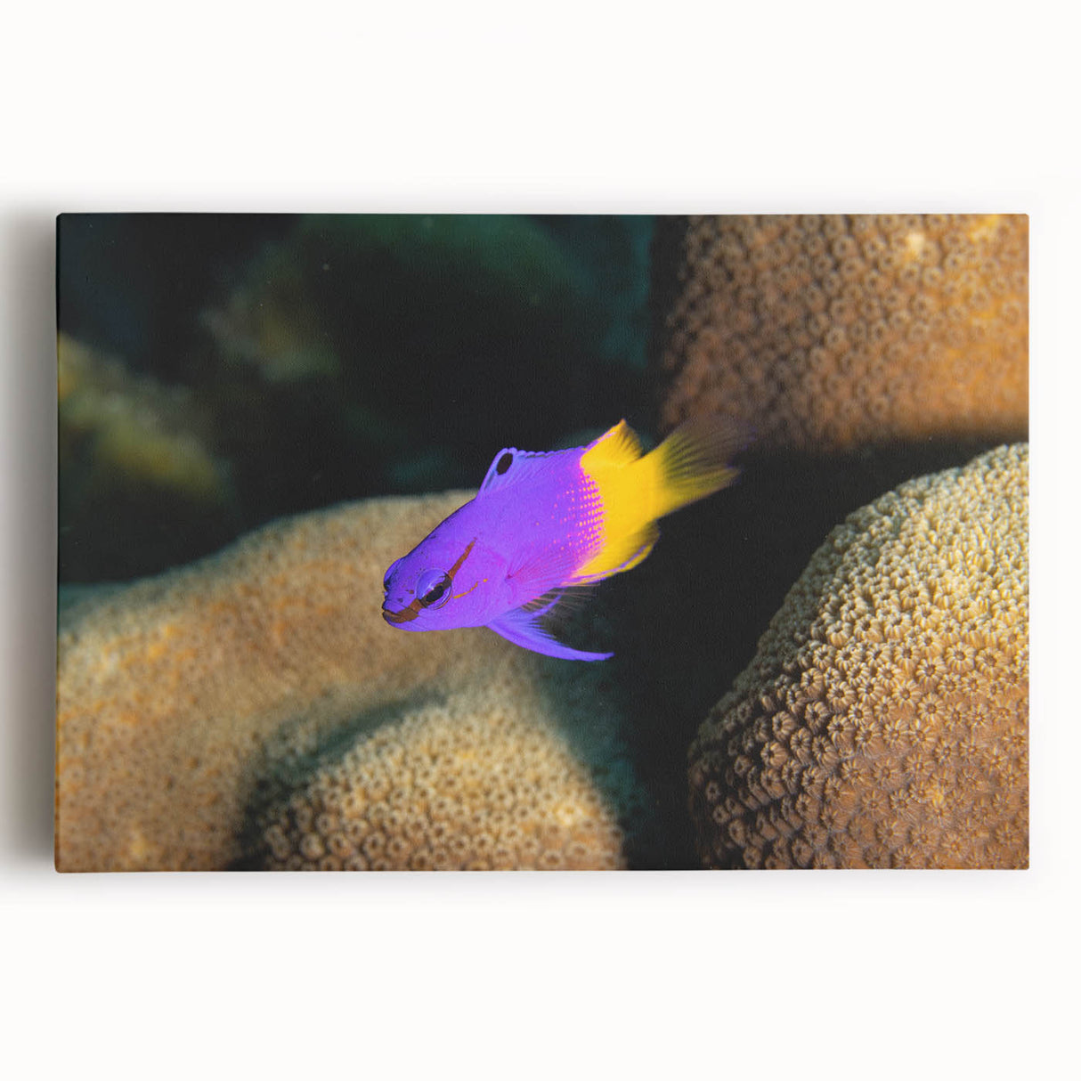 Black and white stretched canvas of Caribbean Virgin Islands scenery, suitable as large kitchen wall art.