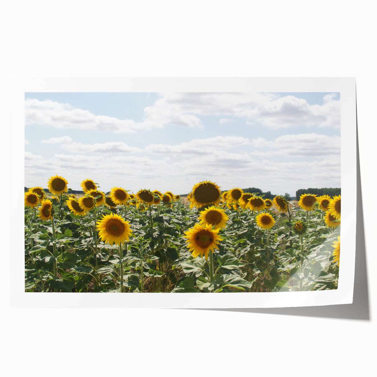 Extra large rolled print of a South France scenery with lush floral elements in vibrant greens and blues.