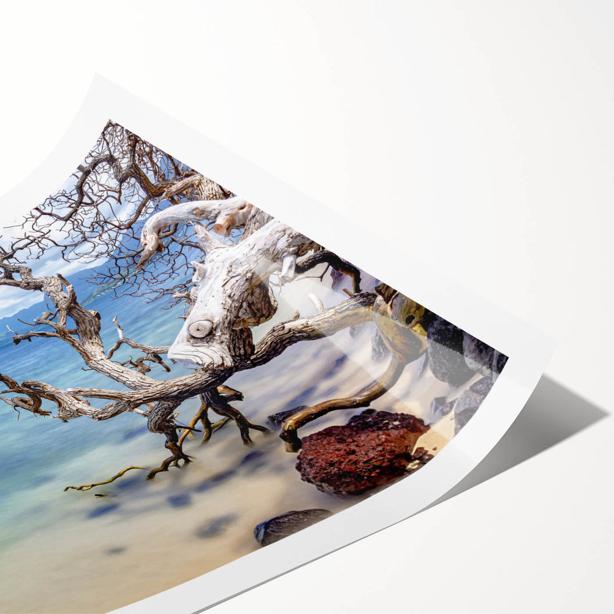 Extra large wall art featuring line art flowers in muted tones on a rolled print, ideal for large living room decor.