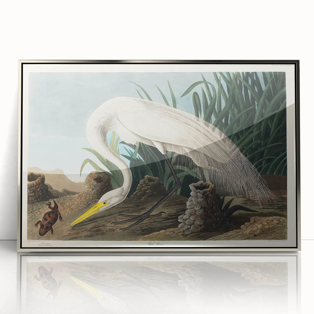 White Heron Realism Art Print - Audubon Birds of America Classic Illustration