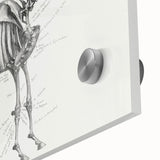 Modern Wall Art – Anatomical Art of Horse Skeleton