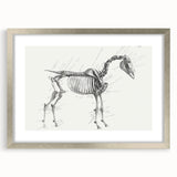 Modern Wall Art – Anatomical Art of Horse Skeleton