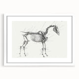 Modern Wall Art – Anatomical Art of Horse Skeleton