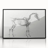 Modern Wall Art – Anatomical Art of Horse Skeleton