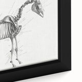 Modern Wall Art – Anatomical Art of Horse Skeleton