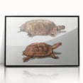 Terrapin Realism Art Print - Flat-Backed and Spinose Terrapins Zoology Art