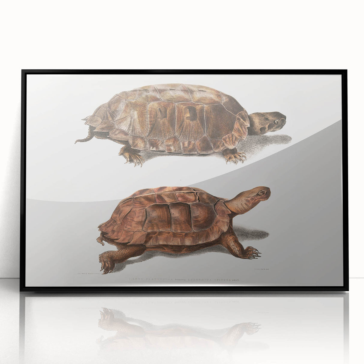 Terrapin Realism Art Print - Flat-Backed and Spinose Terrapins Zoology Art