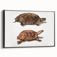 Terrapin Realism Art Print - Flat-Backed and Spinose Terrapins Zoology Art