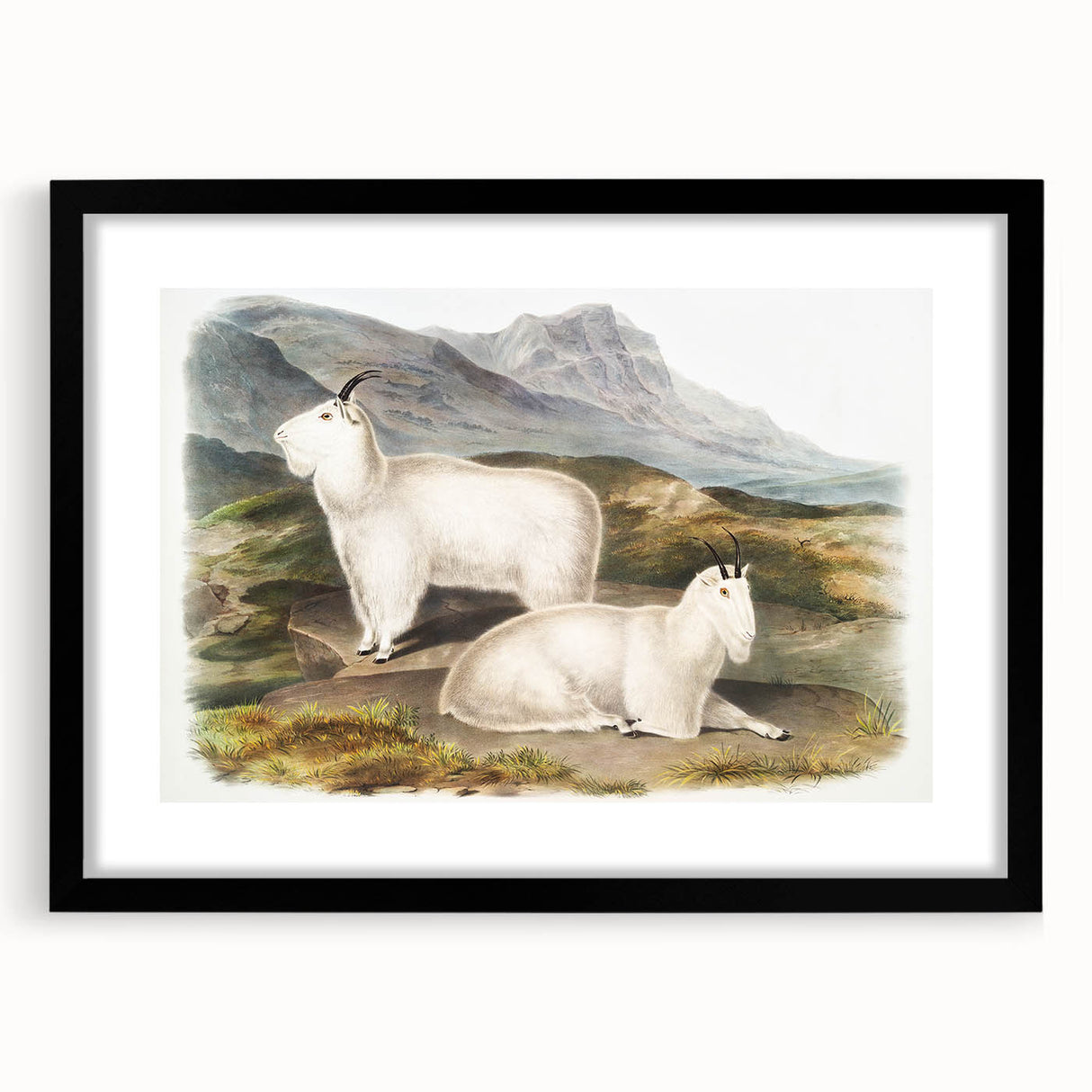 Romanticism Art - Rocky Mountain Goat Print by Audubon