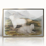 Romanticism Art - Rocky Mountain Goat Print by Audubon