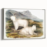 Romanticism Art - Rocky Mountain Goat Print by Audubon