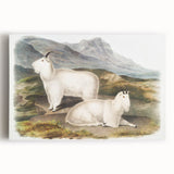 Romanticism Art - Rocky Mountain Goat Print by Audubon