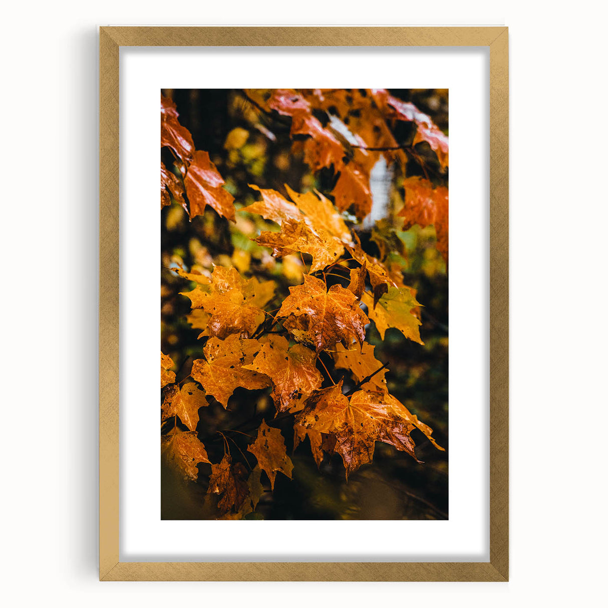 Extra large abstract art print featuring textured fall foliage in warm orange and gold tones, framed in gold.