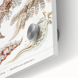Modern Marine Wall Art – Ernst Haeckel’s "Nudibranchia" Illustration