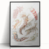 Modern Marine Wall Art – Ernst Haeckel’s "Nudibranchia" Illustration