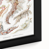 Modern Marine Wall Art – Ernst Haeckel’s "Nudibranchia" Illustration