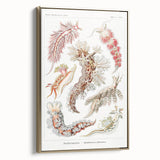 Modern Marine Wall Art – Ernst Haeckel’s "Nudibranchia" Illustration