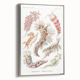 Modern Marine Wall Art – Ernst Haeckel’s "Nudibranchia" Illustration