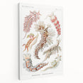 Modern Marine Wall Art – Ernst Haeckel’s "Nudibranchia" Illustration