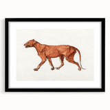 Tiger Body Lateral View Realism Art Print - George Stubbs Anatomical Study