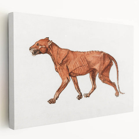 Tiger Body Lateral View Realism Art Print - George Stubbs Anatomical Study
