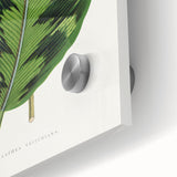Romanticism Art - Calathea Veitchiana Leaf Illustration Print
