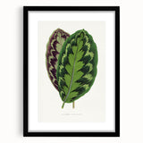 Romanticism Art - Calathea Veitchiana Leaf Illustration Print
