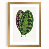 Romanticism Art - Calathea Veitchiana Leaf Illustration Print
