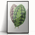 Romanticism Art - Calathea Veitchiana Leaf Illustration Print