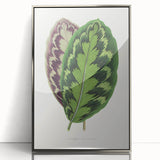 Romanticism Art - Calathea Veitchiana Leaf Illustration Print