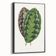 Romanticism Art - Calathea Veitchiana Leaf Illustration Print