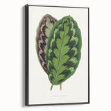 Romanticism Art - Calathea Veitchiana Leaf Illustration Print