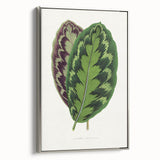 Romanticism Art - Calathea Veitchiana Leaf Illustration Print