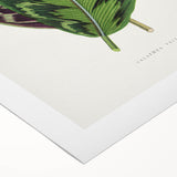 Romanticism Art - Calathea Veitchiana Leaf Illustration Print
