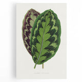Romanticism Art - Calathea Veitchiana Leaf Illustration Print