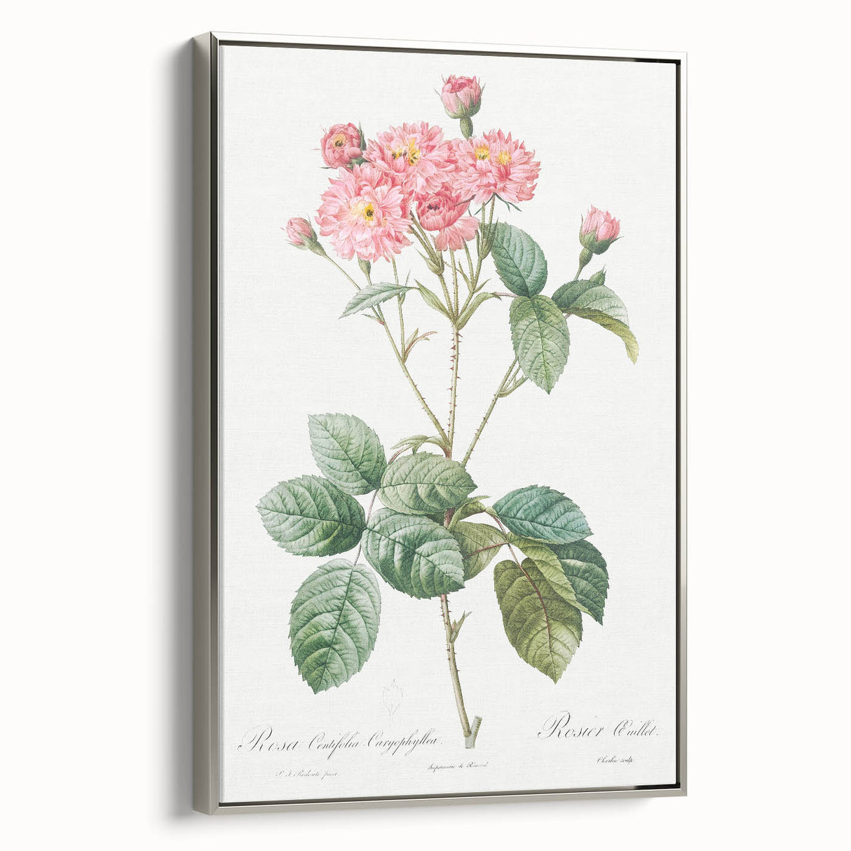 Neoclassical Cabbage Rose Print - Botanical Art by Redouté