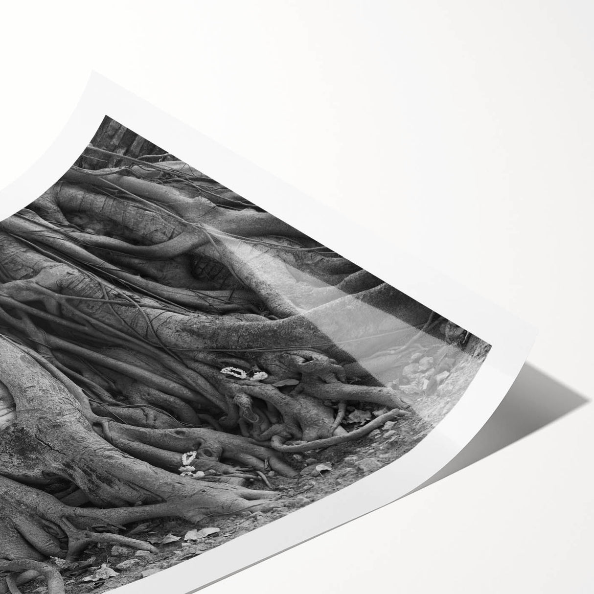 Extra large rolled print of line art flowers in a minimalist style, using monochrome tones.