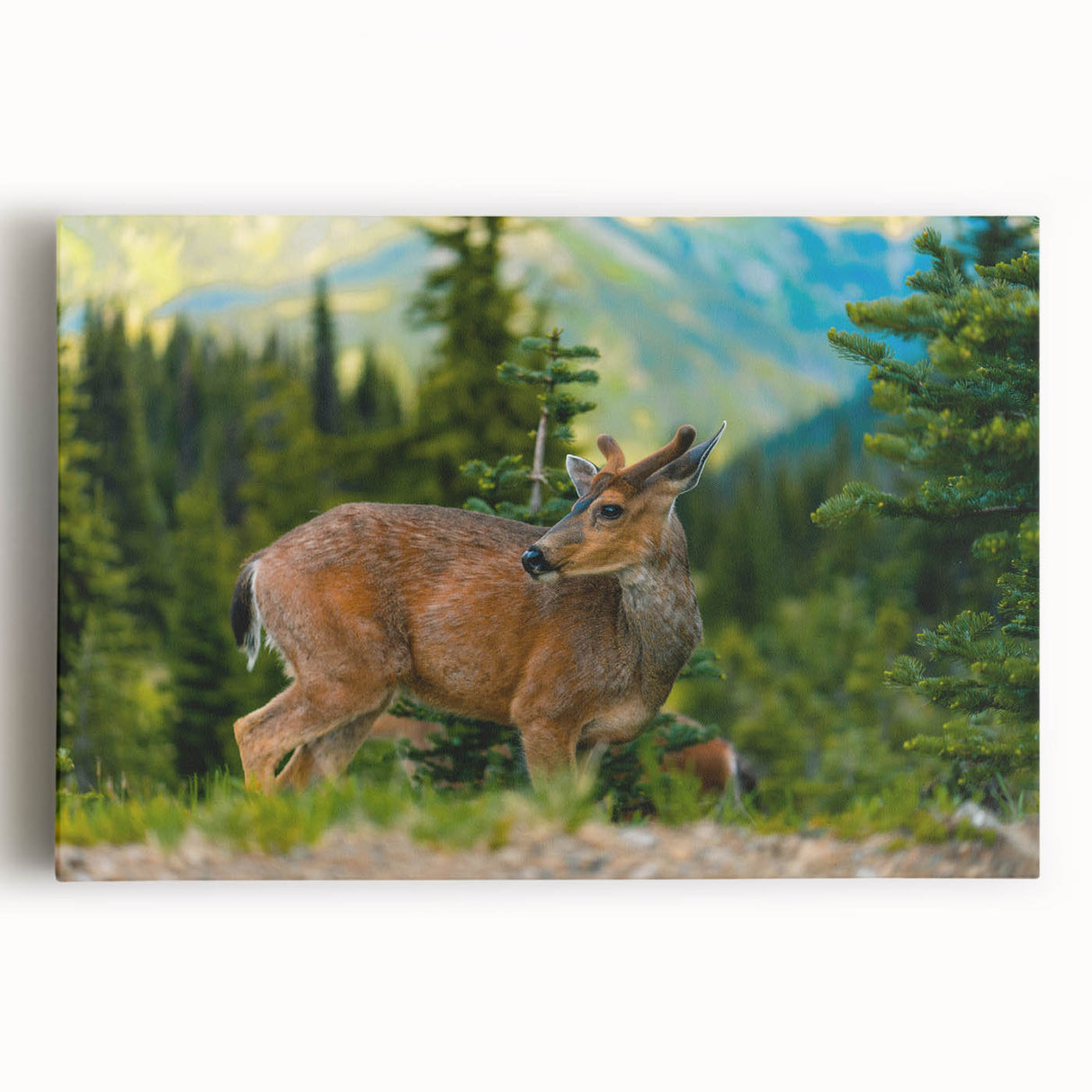 Black and white large canvas print of Olympic National Park, ideal for kitchen wall art.