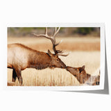Yellowstone National Park scenery on a rolled canvas print featuring vibrant green and blue tones.