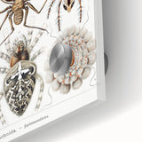 Modern Wall Art: Intricate Arachnid Illustration by Ernst Haeckel