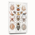 Modern Wall Art: Intricate Arachnid Illustration by Ernst Haeckel