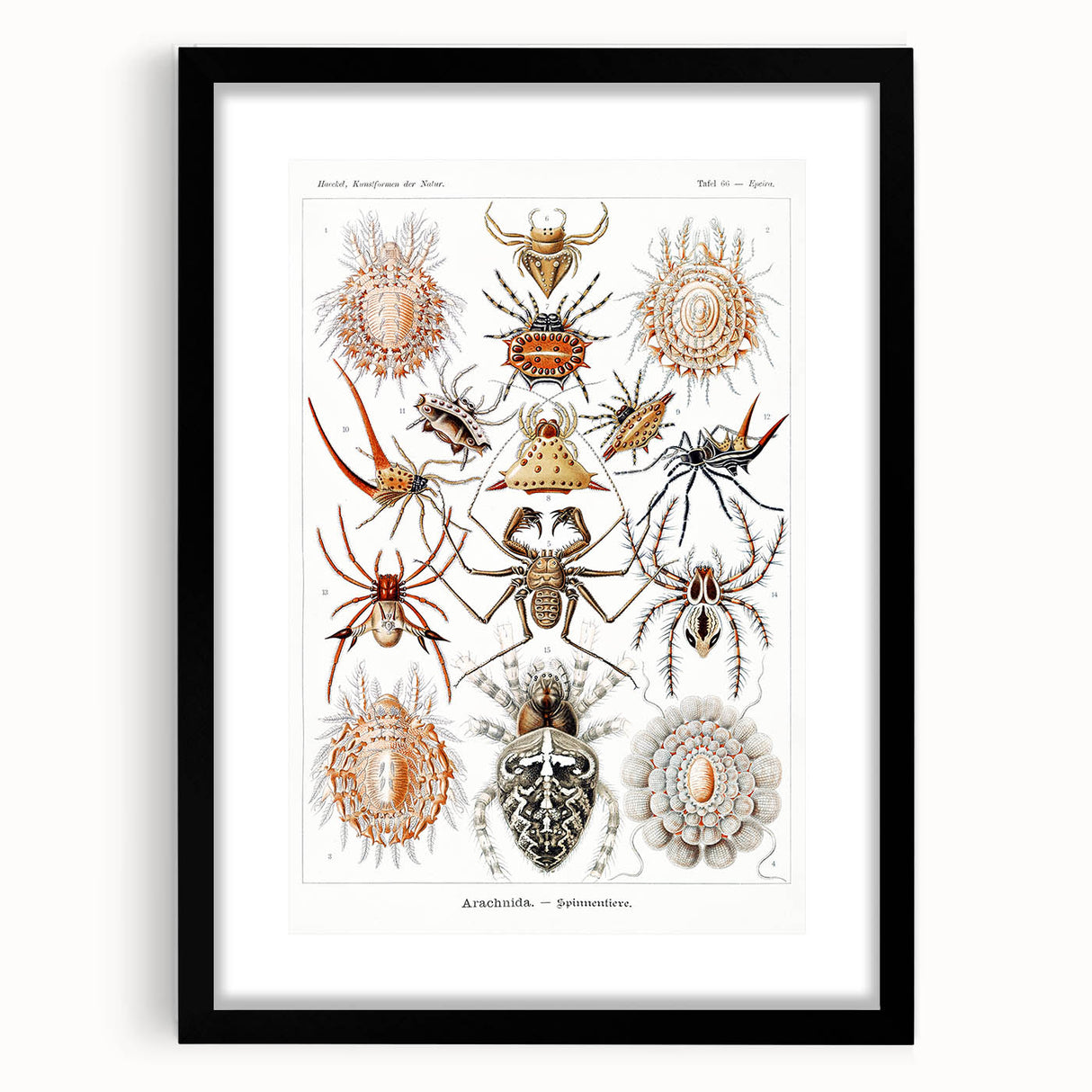Modern Wall Art: Intricate Arachnid Illustration by Ernst Haeckel