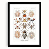 Modern Wall Art: Intricate Arachnid Illustration by Ernst Haeckel